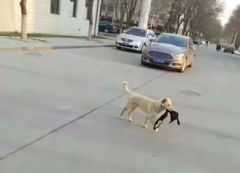 闉嬪瓙琚滃瓙琚埆浜哄伔,闉嬪瓙琚滃瓙琚伔