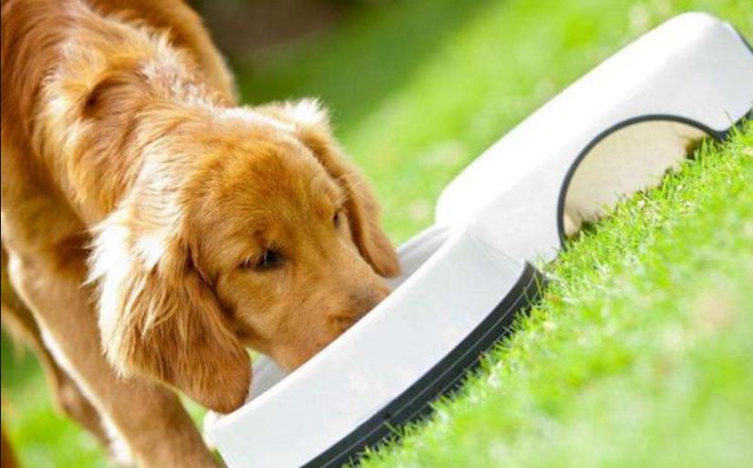 金毛挑食不吃狗粮只吃肉,金毛不喂狗粮还能喂什么