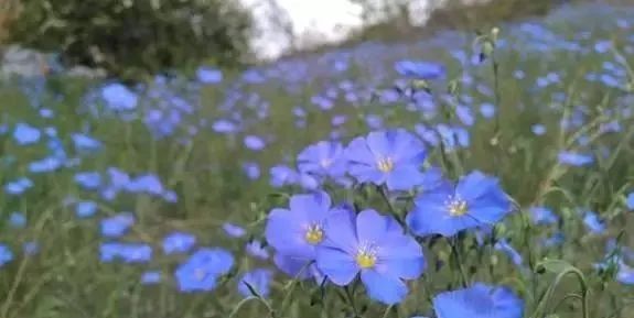 岩石花园景区,岩石园常用花卉