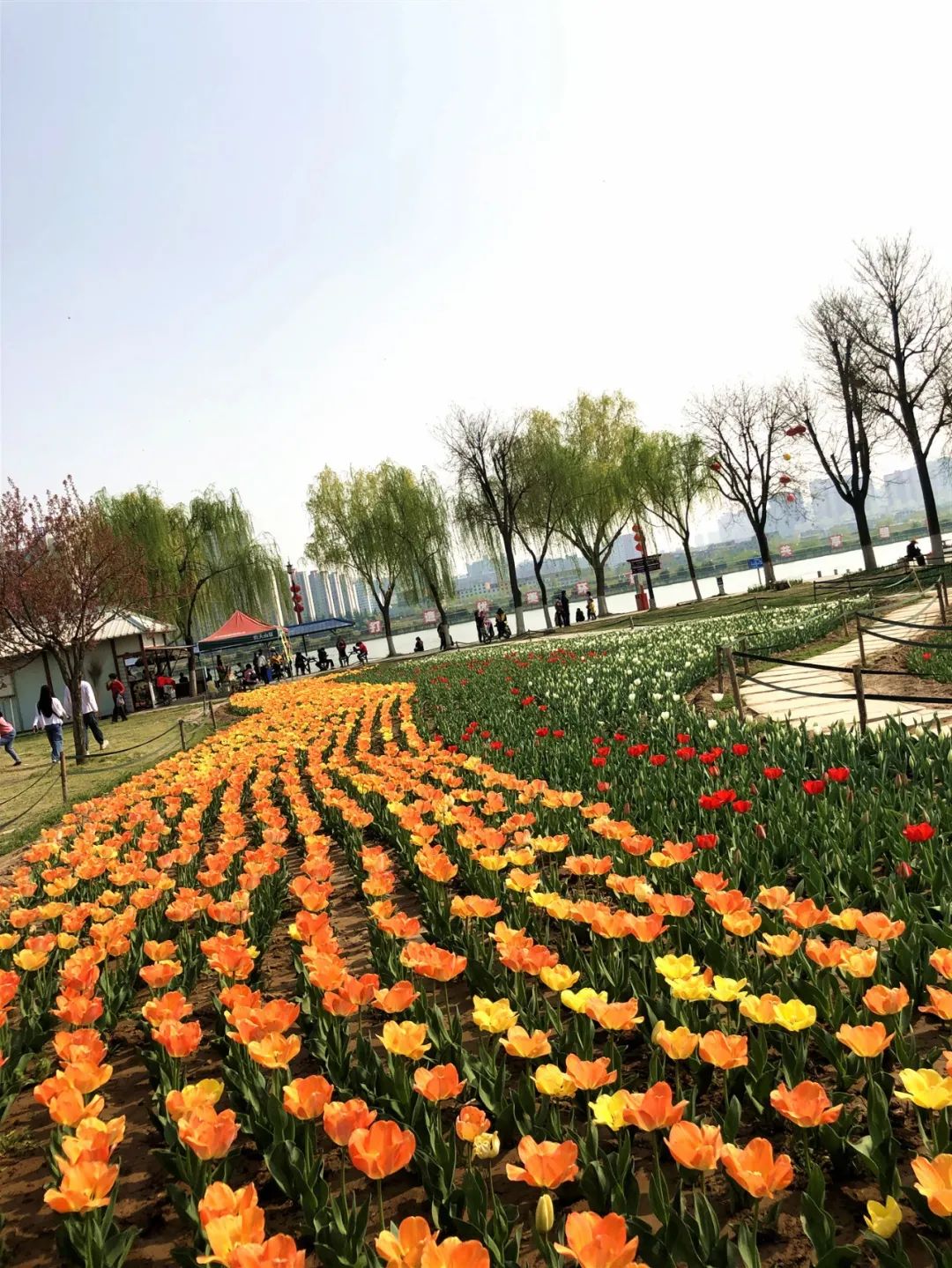 咸阳统一广场郁金香,咸阳郁金香花展在哪里