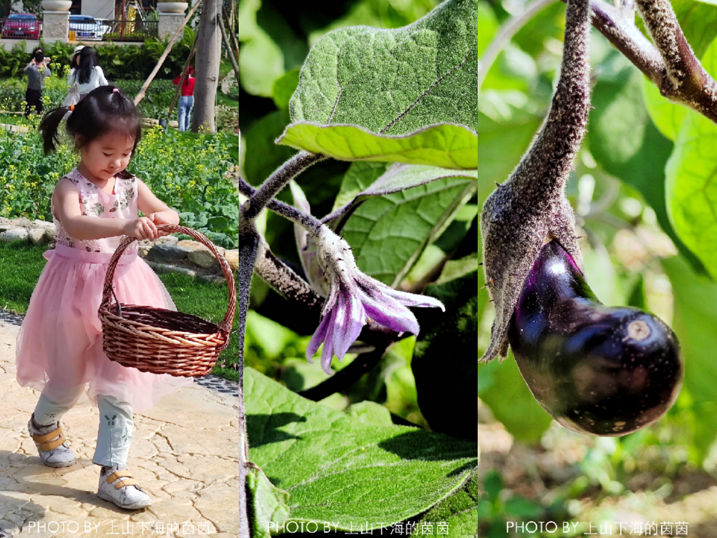 白水寨森林海乐园有什么玩的,白水寨附近免费景点