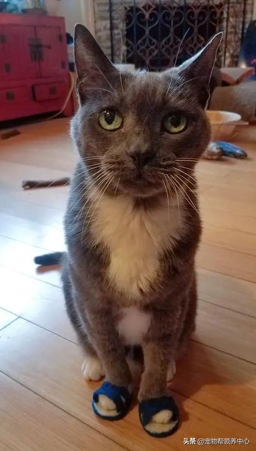 蓝猫洗澡闹脾气暴躁主人怎么制服,猫咪拖鞋蓝猫和白猫