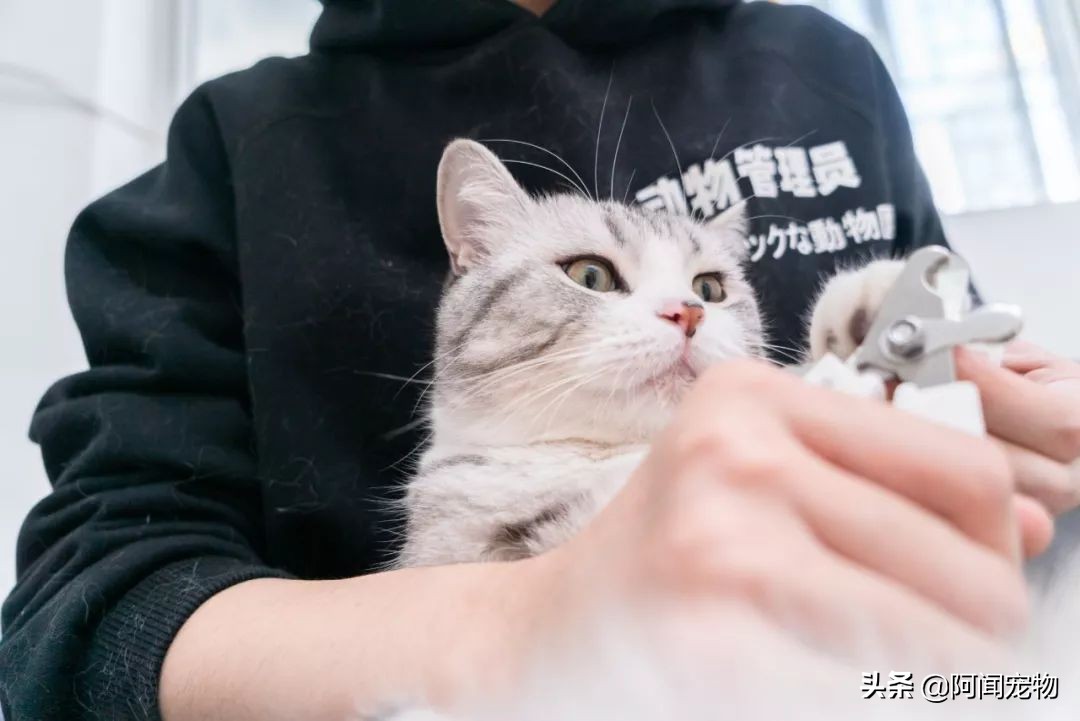 养猫咪怎么最省钱也能吃好,猫咪适合穷养和懒养