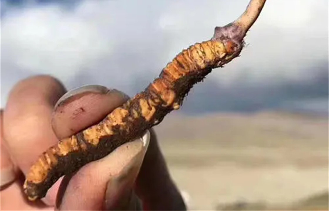 冬虫夏草现价一斤多钱,冬虫草卖五六万一斤值吗