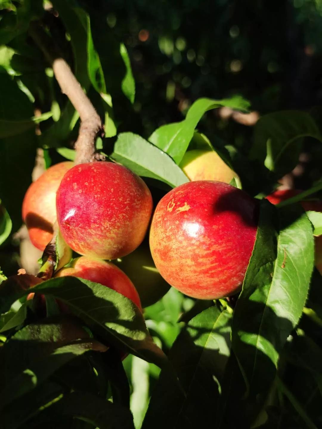 四川宜宾姑娘嫁内蒙古,四川宜宾女子出嫁