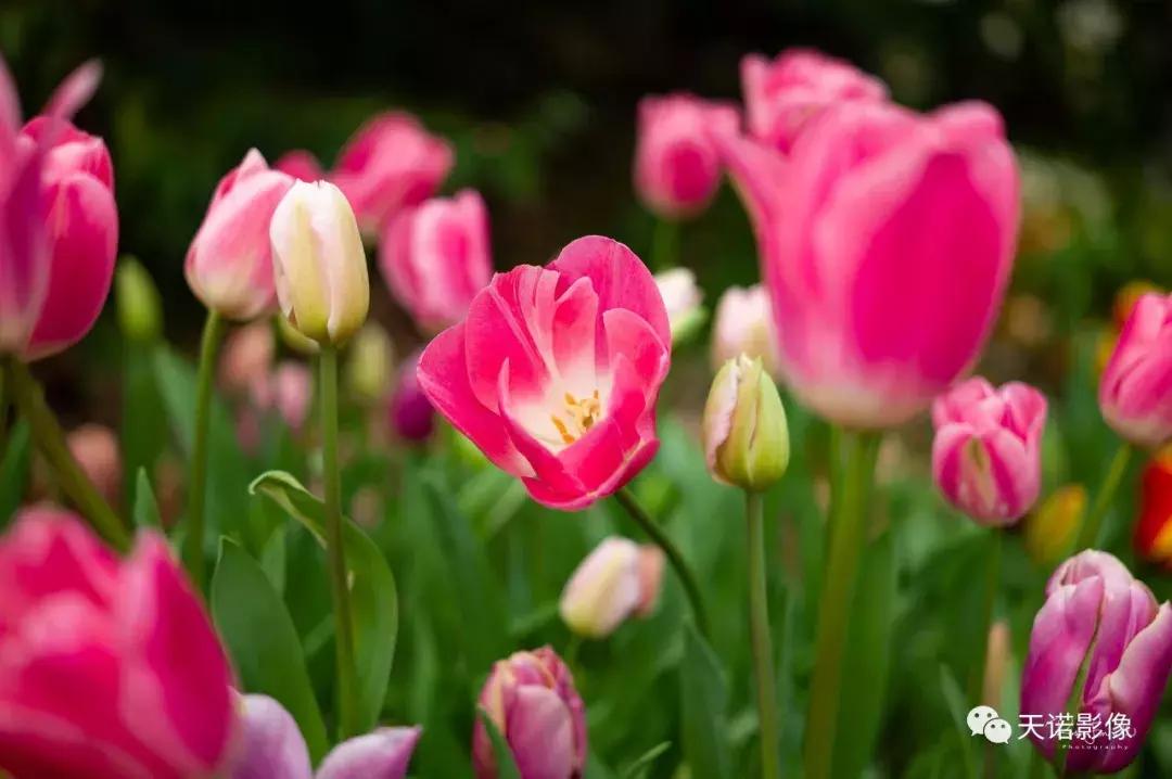 锐不可当字体图片,锐不可当的镜头