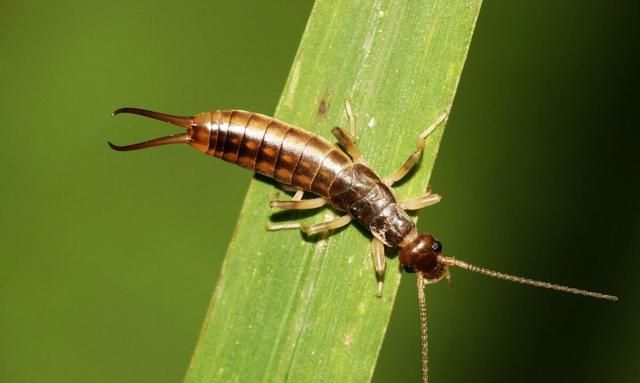 中国稀有动植物名称及分布,中国植物动物介绍
