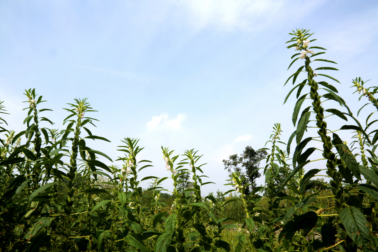 北京最大户外温泉,北京面积最大的温泉