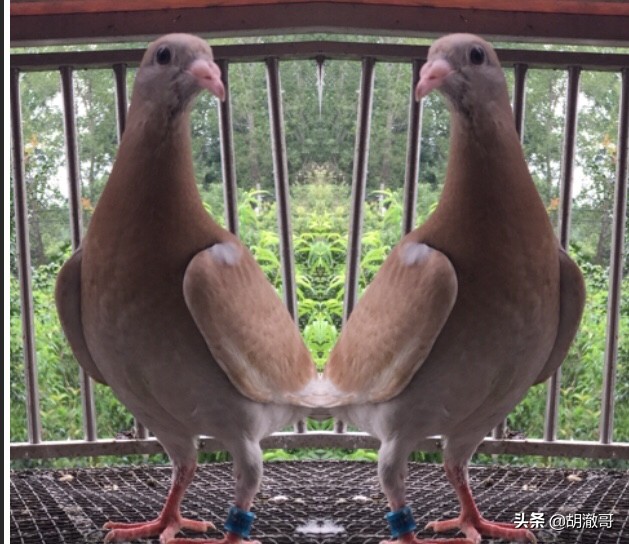 鸽子胸发紫怎么回事,鸽子出现紫胸是什么原因