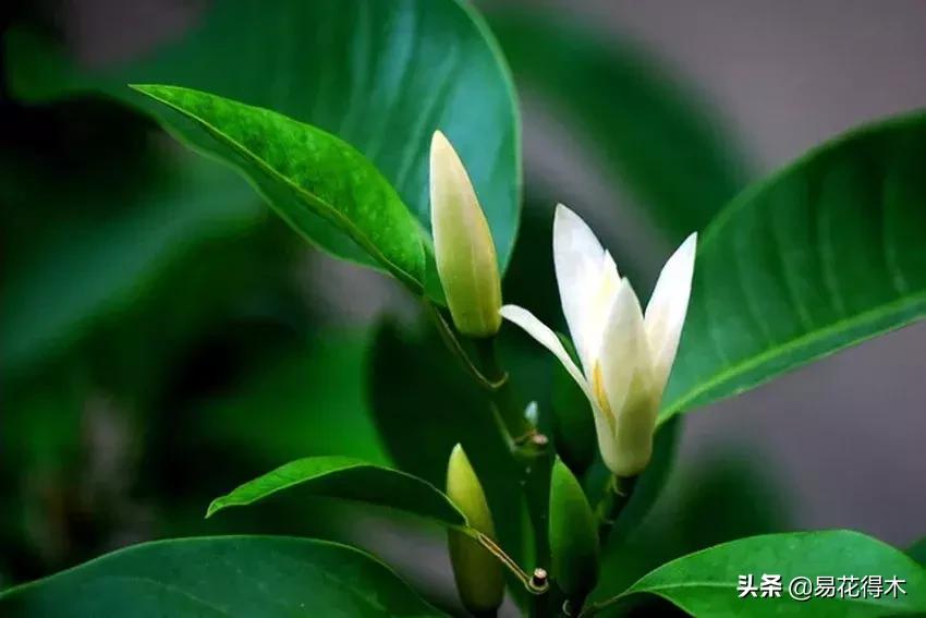 黄桷兰的养殖方法技巧,养黄桷兰的正确方法