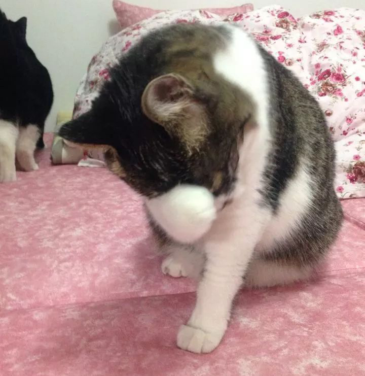 用舌头舔猫会怎样,舔猫头一口会有什么反应