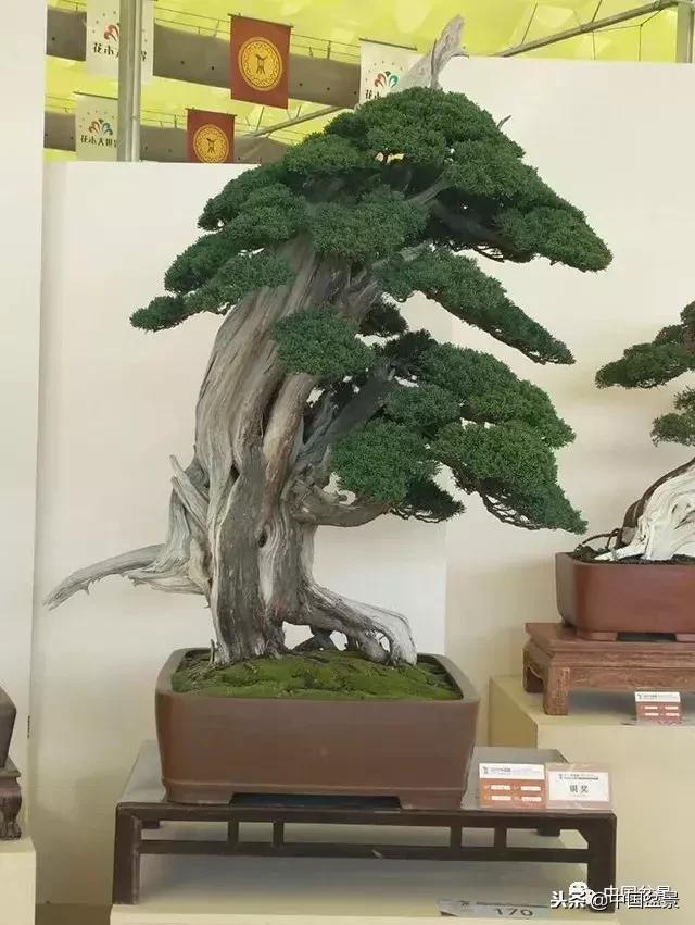 盆景不具有收藏价值,盆景不能有功利心