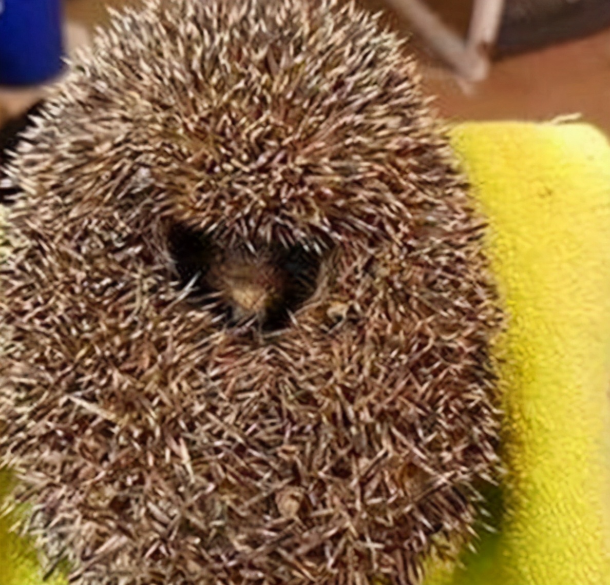 一晚上抓71只刺猬！山东一对夫妻被抓！为保护动物，每只200元