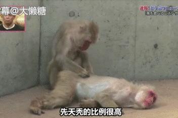 鏃ユ湰鐚村瓙鍚冮奔,鏃ユ湰鐚村瓙绉冨ご鍚冮潚鑺遍奔