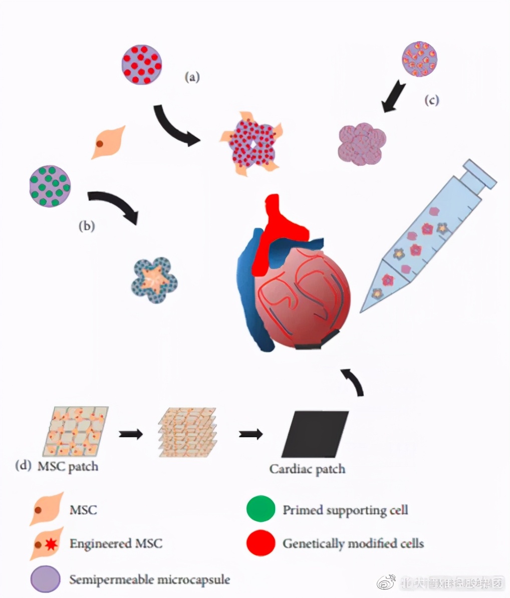 提高心肌收缩能力最好办法,干细胞治疗心脏病最好的医院