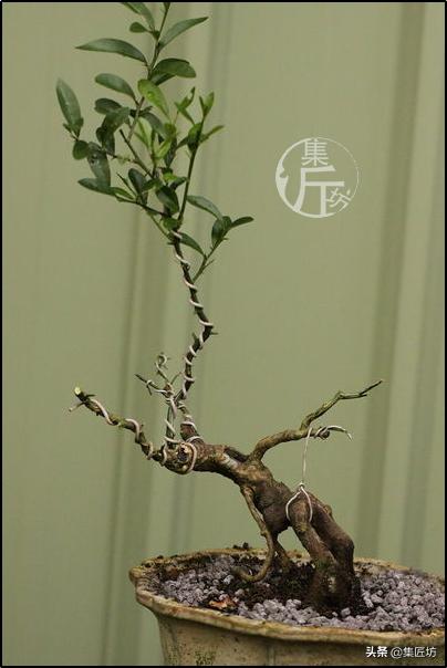 大树型金豆盆景怎么造型,金豆无根老桩栽培技巧