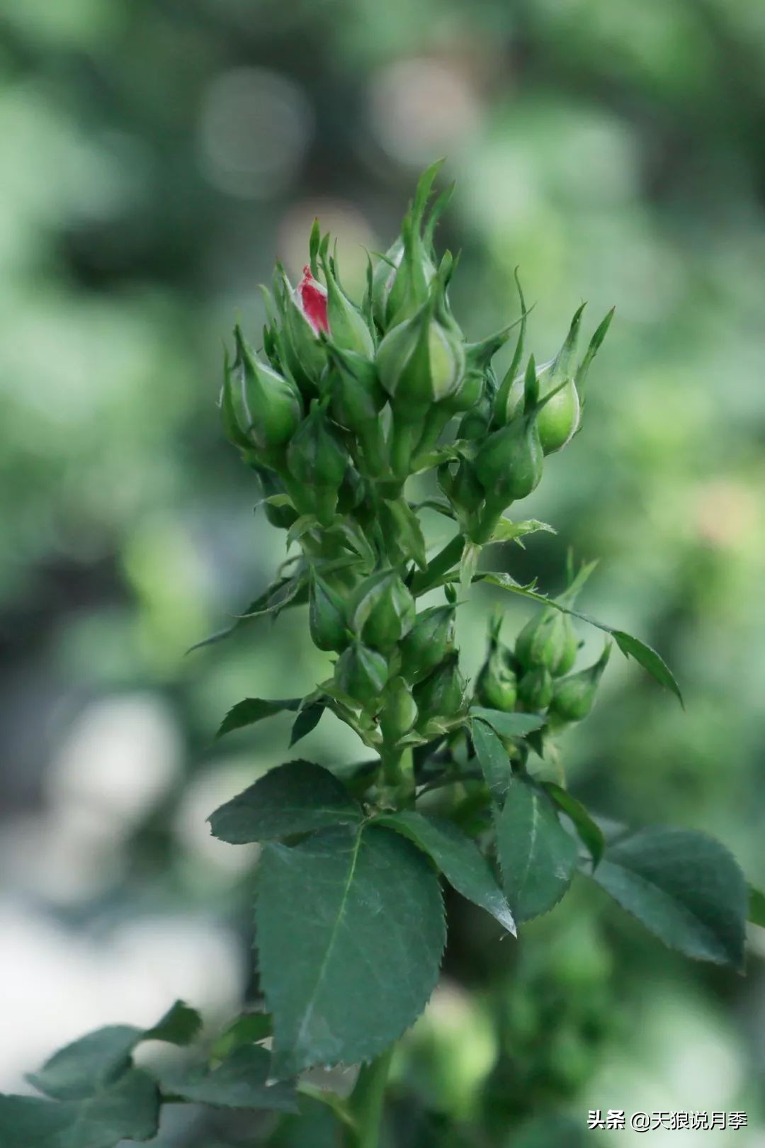 都说“最美人间四月天”，应该就是月季开花的模样吧！