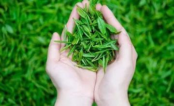 甲亢患者可以喝铁观音茶吗,甲亢喝蒲公英茶有什么好处