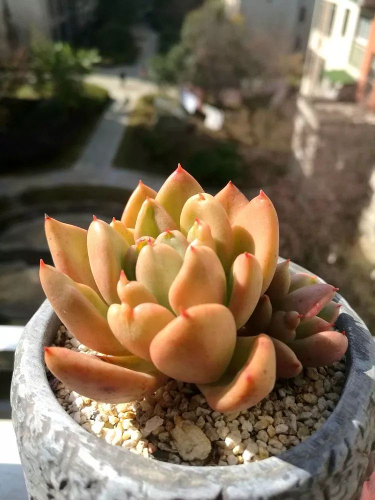 冬日暖阳邂逅最美的多肉,冬日暖阳和多肉暖了我的心