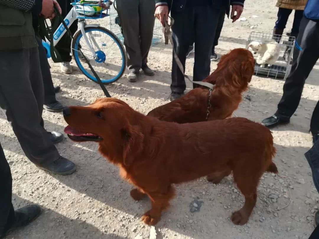 狗贩子卖500的金毛,买狗市场金毛