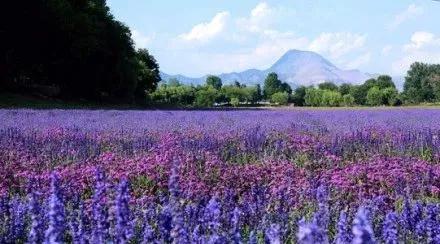 蓝花楹昆明网红打卡地在哪里,昆明周边湿地公园网红打卡地
