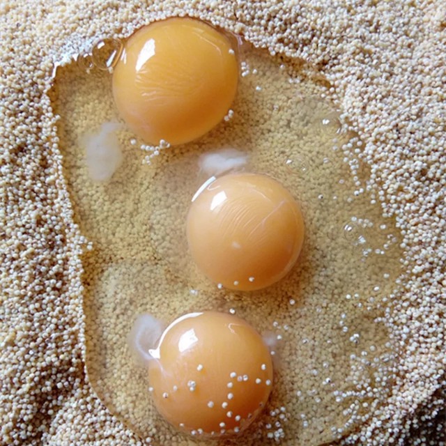 如何自己制作鹦鹉吃的蛋小米,在家如何给鹦鹉做蛋小米