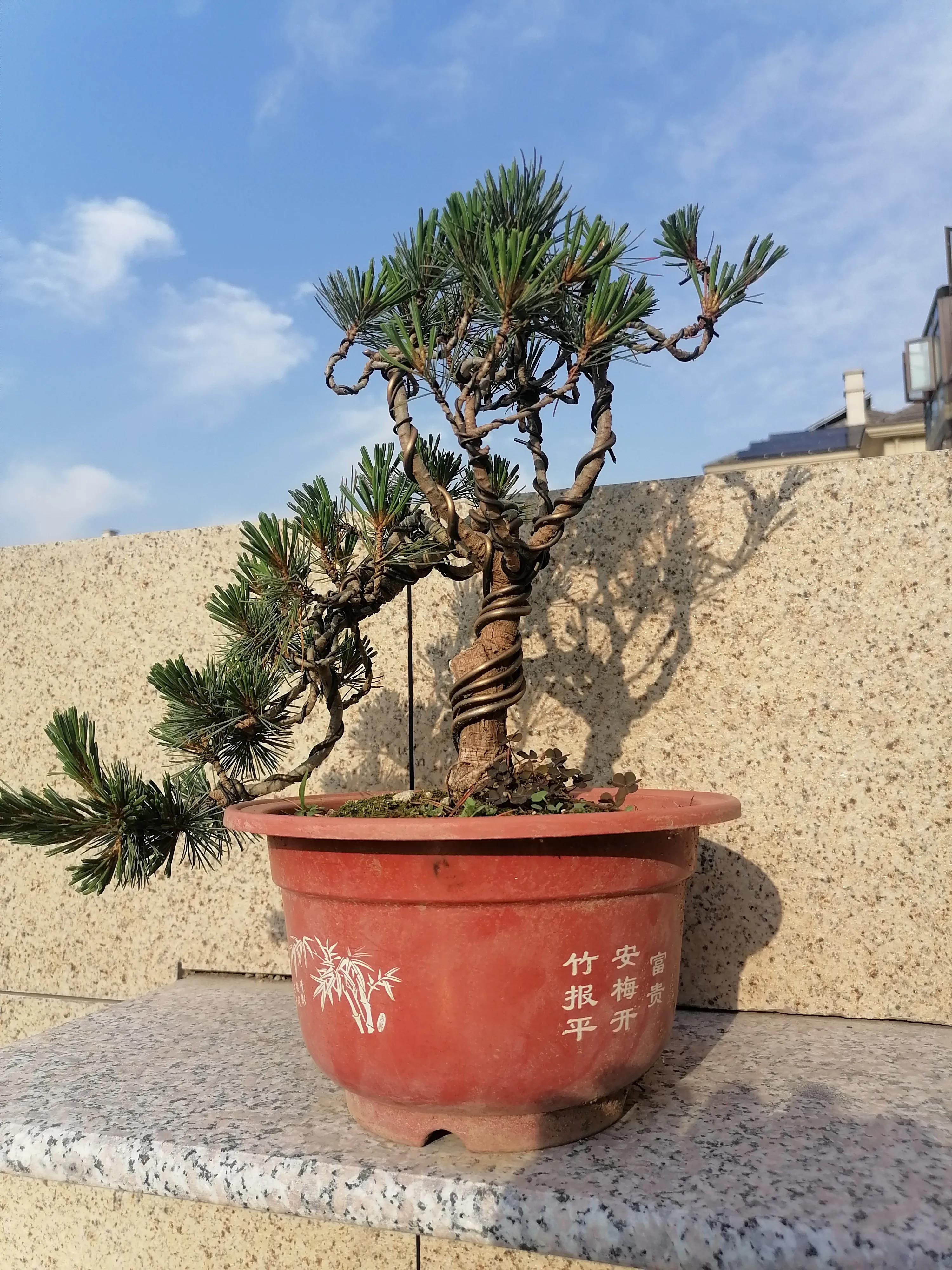 小松子历险记,松树公园历险记