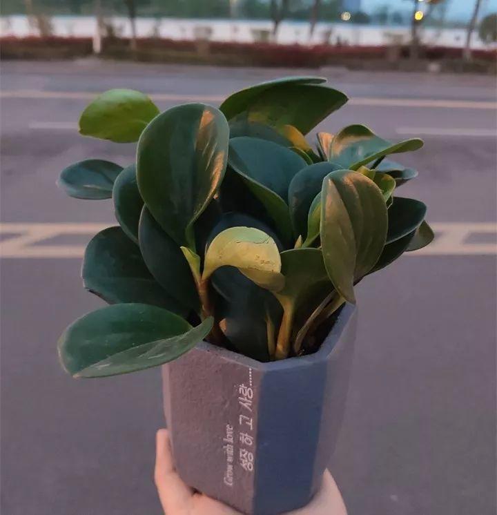 养花新手不知道养什么，就选这几种植物，轻松养爆盆