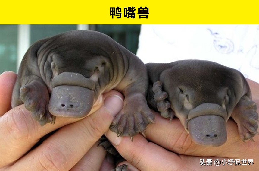 10种动物并没有你想象的那么危险,十种最可怕的动物但很可爱