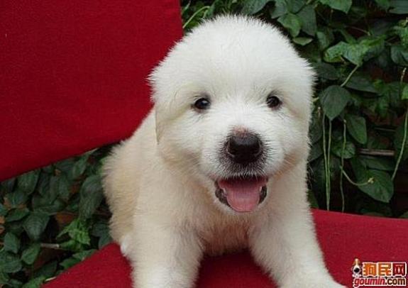 鐙楃嫍澶у叏鍙埍,鍙埍鐨勫皬鐙楃嫍閫佺粰鐖辩嫍浜哄＋