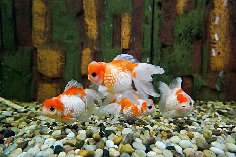 想要养宠物养什么最好,想养一只很小的宠物怎么推荐