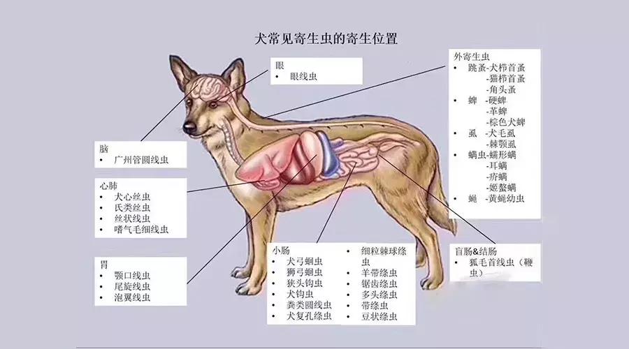 狗狗各种寄生虫的症状,狗狗常见的寄生虫