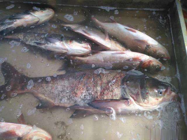 鱼有柴油味道是什么原因,做鱼为什么有土腥味