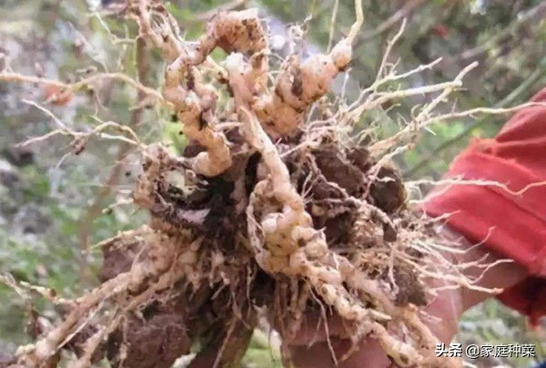 胡萝卜产生“佛手”，虽然看起来很漂亮，却可能导致植株提早死亡