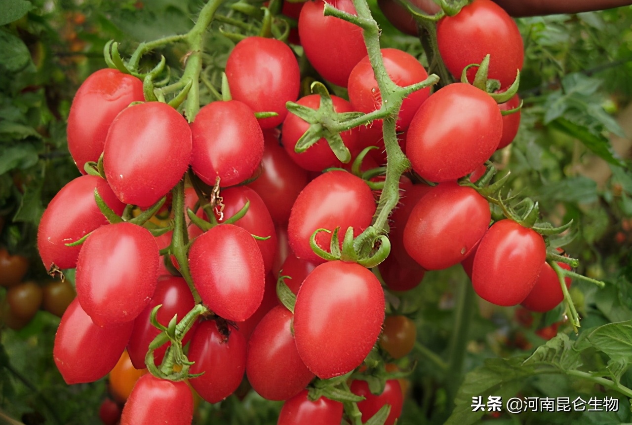 圣女果用什么膨大剂好？圣女果膨大素什么时间打？用什么肥料膨大