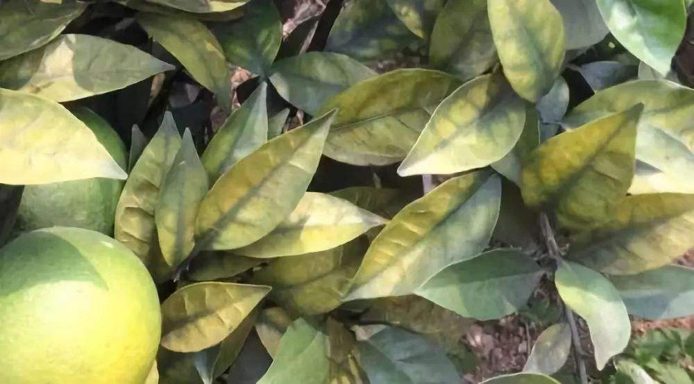 柑橘根受损,柑橘烂根自然修复