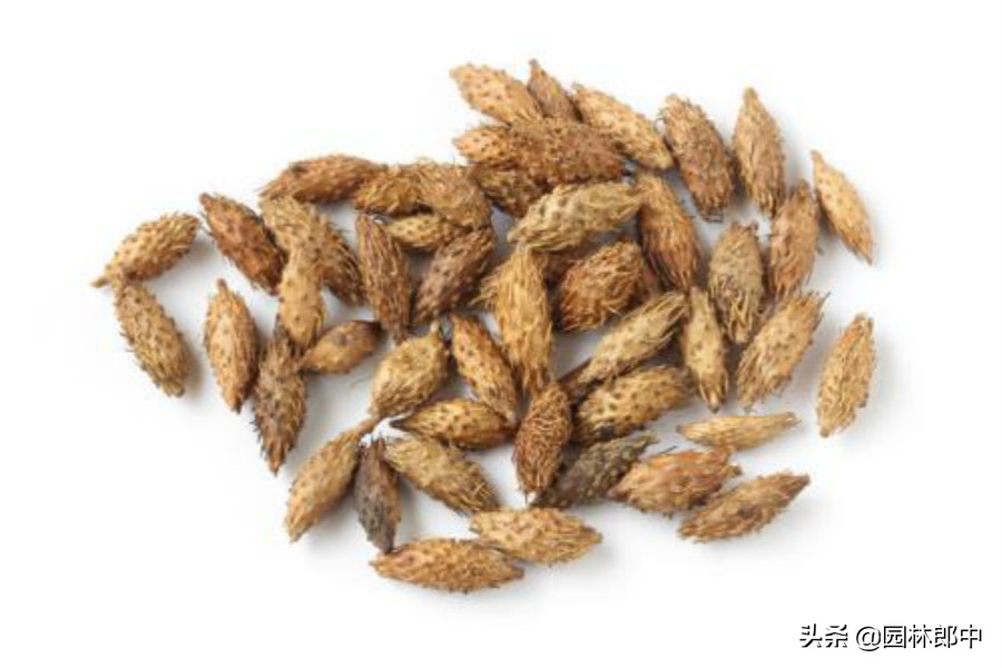 农村这种植物十分少见,农村这些植物你见过吗