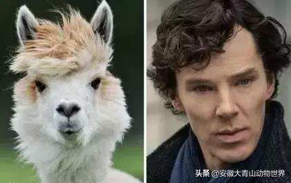 萌萌分不清楚?谁才是真正的神兽“草尼玛”