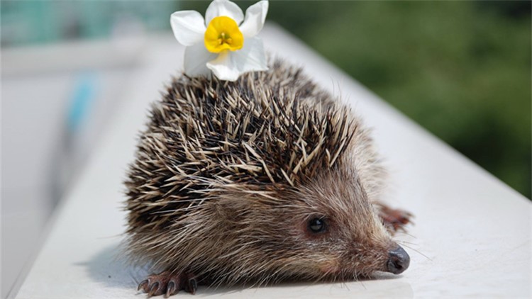 非洲迷你刺猬眼睛疾病,刺猬的症状