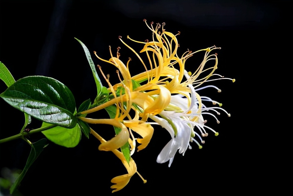 花卉绿植种植大全,温室常见的花卉