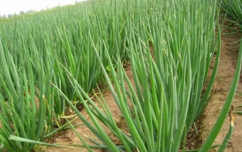 解决大葱重茬最有效的方法,大葱重茬多种病害并发怎么办