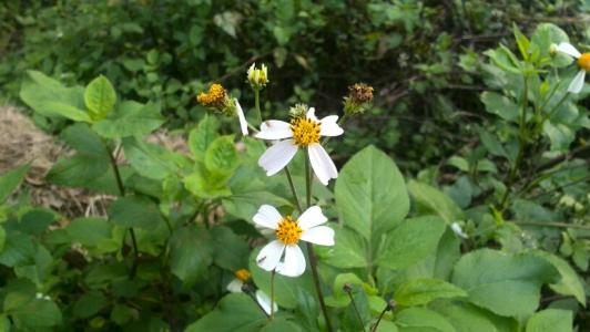 3种植物很“黏人”，一旦被粘住，半天弄不完