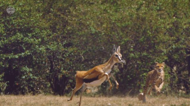猎豹捕食的时候速度多少,猎豹捕食时的样子