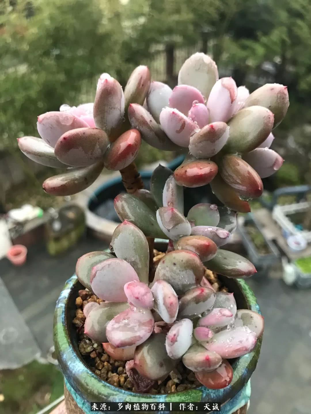 多肉从小养到大的过程,真爱的力量教程