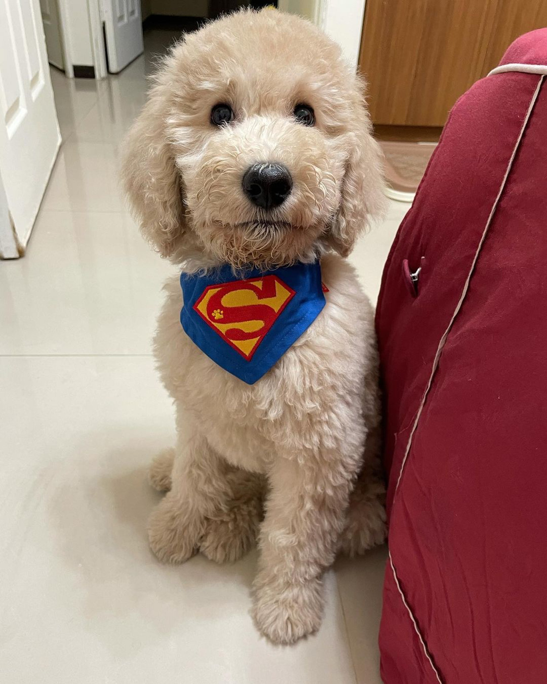 巨型贵宾犬发狂,巨型贵宾犬在家乱叫