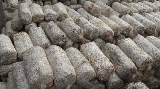 玉米芯生料栽培平菇新技术,平菇种植玉米芯发酵流程