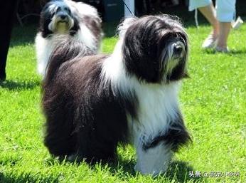 土狗分为哪三种狗品种呢,小土狗都有哪种品种的狗