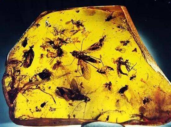 史无前例!一滴松脂让2只“交配”的苍蝇,4100万年后成围观对象