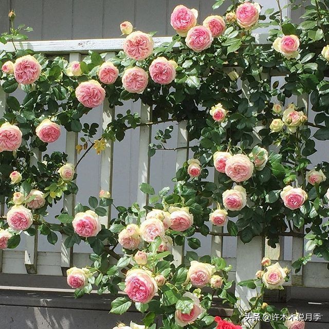 如何制作月季的肥料,月季自制液体肥怎么用最好