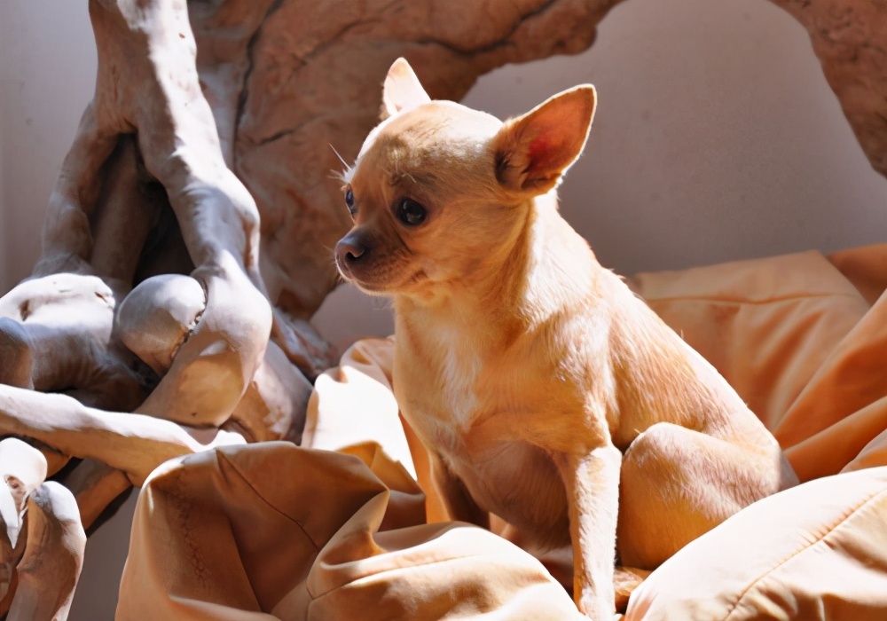 狗狗每天早上吐黄水带泡沫怎么办,狗狗拉稀是白色的怎么办呀